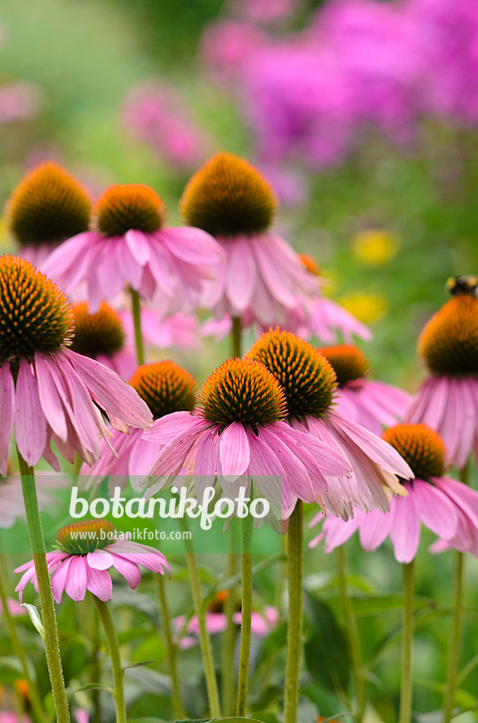 534519 - Échinacée pourpre (Echinacea purpurea)