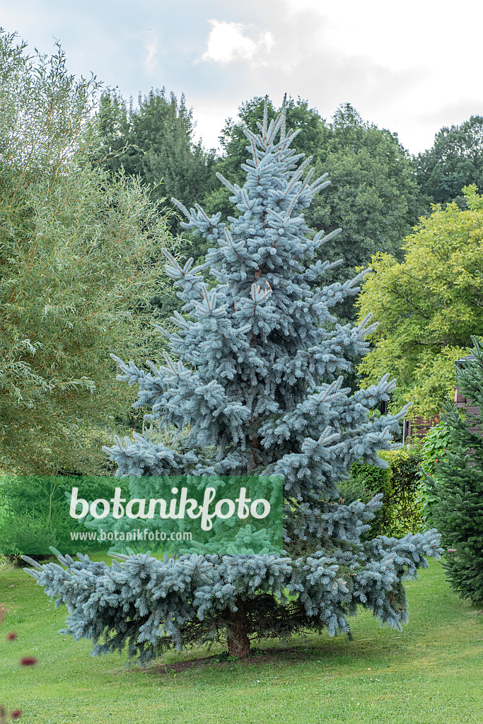 616445 - Épicéa bleu du Colorado (Picea pungens 'Koster')