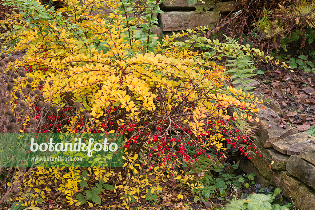 576019 - Épine-vinette de Thunberg (Berberis thunbergii)