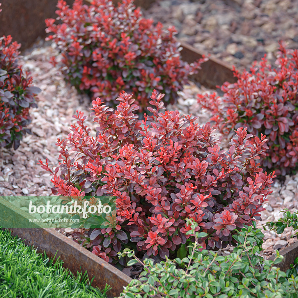 607014 - Épine-vinette de Thunberg (Berberis thunbergii 'Atropurpurea Nana')