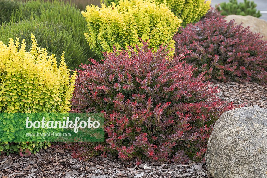 616163 - Épine-vinette de Thunberg (Berberis thunbergii 'Atropurpurea Nana')