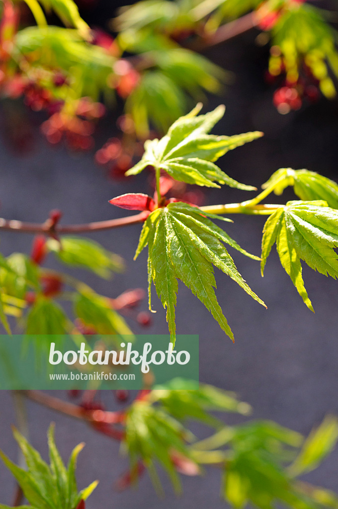 483295 - Érable palmé (Acer palmatum)