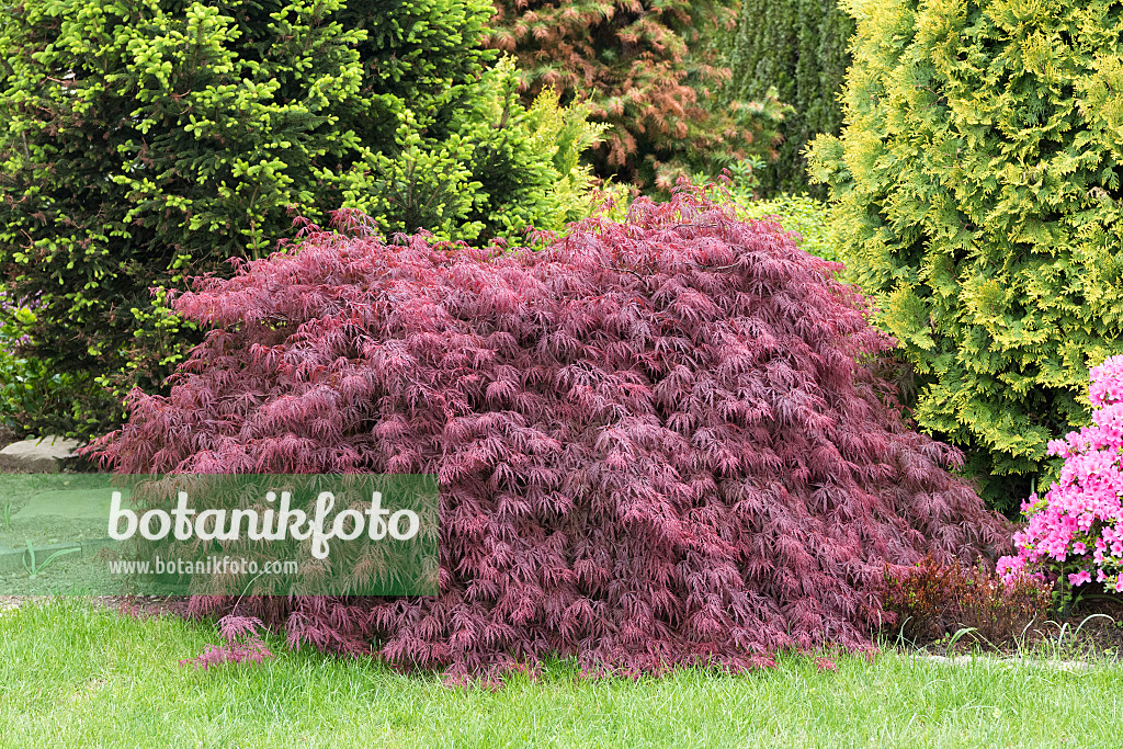 625108 - Érable palmé (Acer palmatum 'Dissectum Garnet')