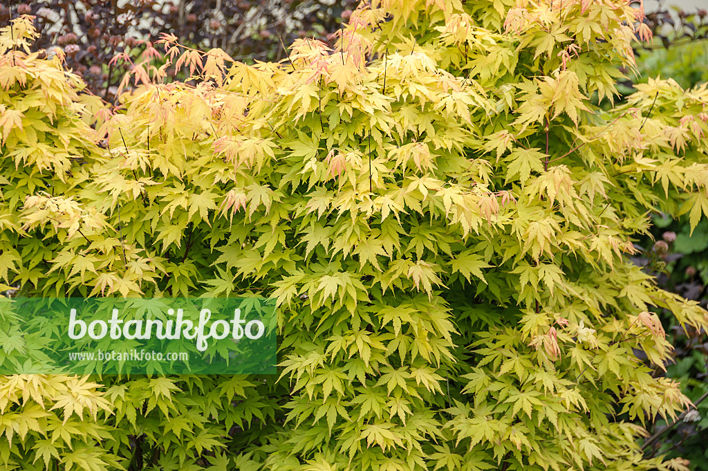 535252 - Érable palmé (Acer palmatum 'Orange Dream')