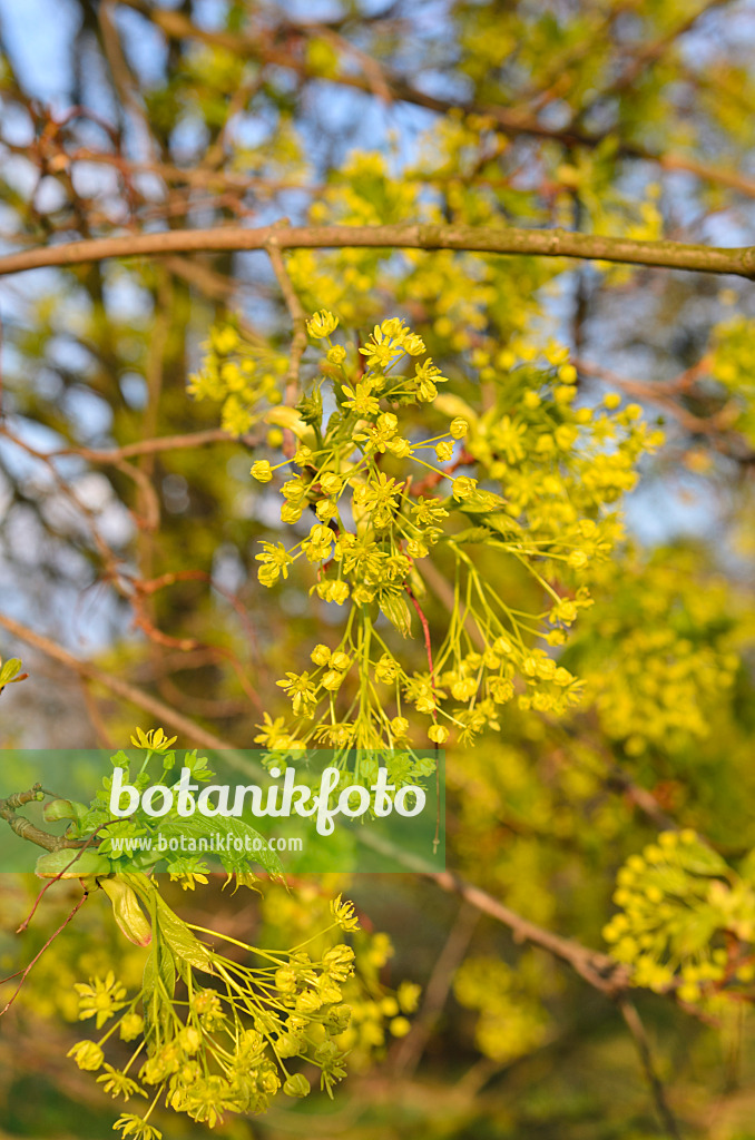 507167 - Érable plane (Acer platanoides)