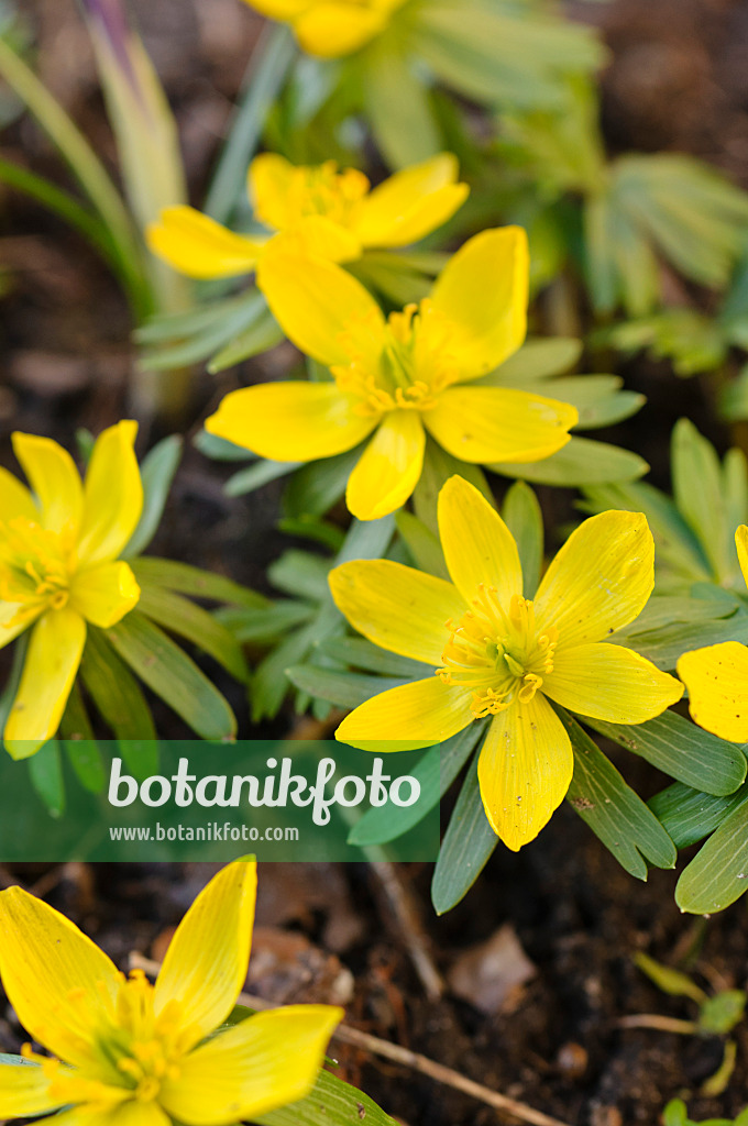 482055 - Éranthe d'hiver (Eranthis hyemalis)