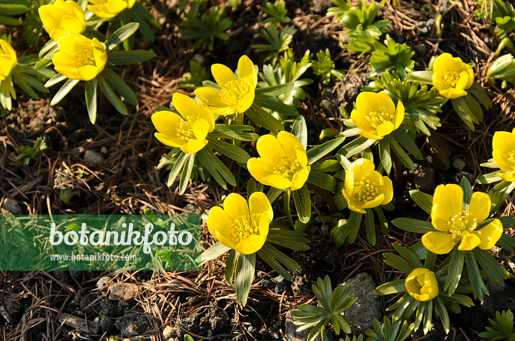 494002 - Éranthe d'hiver (Eranthis hyemalis)