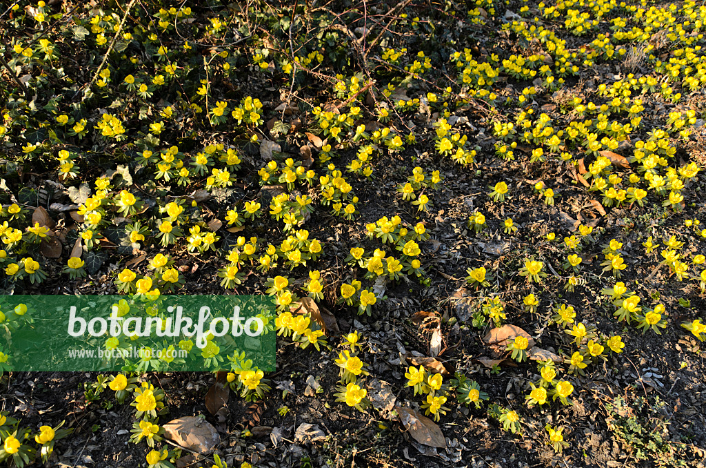 494013 - Éranthe d'hiver (Eranthis hyemalis)