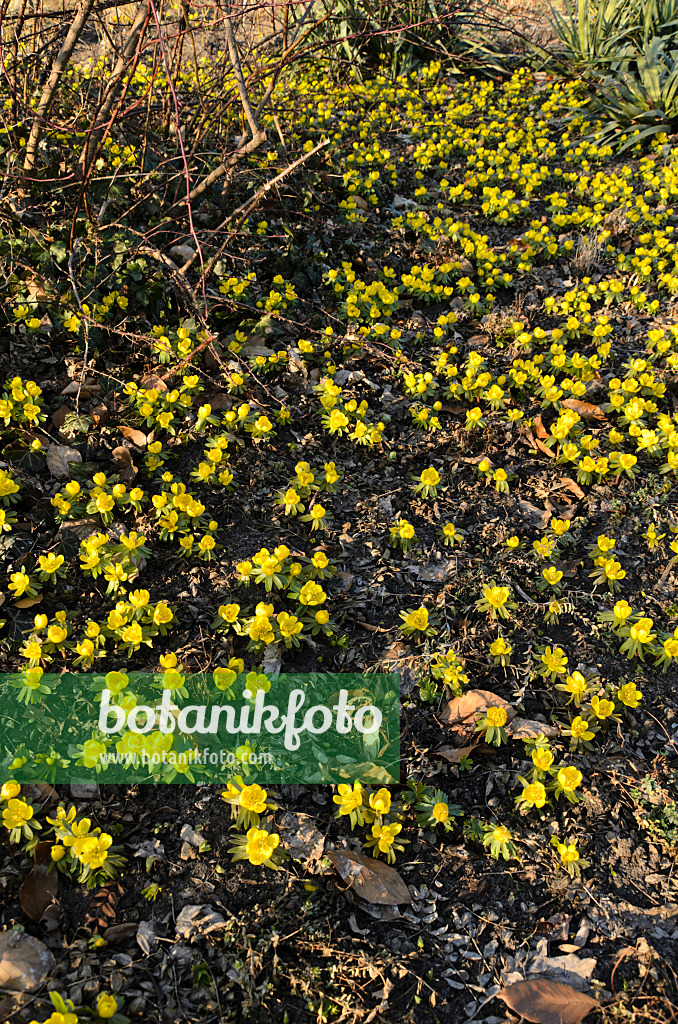 494014 - Éranthe d'hiver (Eranthis hyemalis)