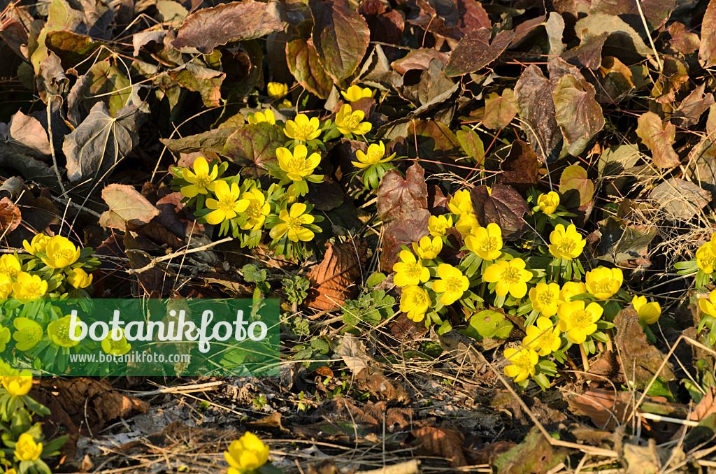 494015 - Éranthe d'hiver (Eranthis hyemalis)