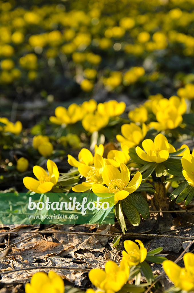 494033 - Éranthe d'hiver (Eranthis hyemalis)