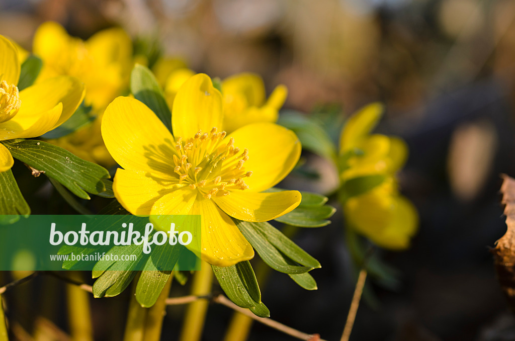 494036 - Éranthe d'hiver (Eranthis hyemalis)