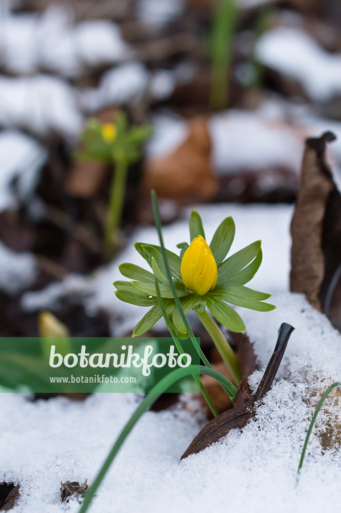 516020 - Éranthe d'hiver (Eranthis hyemalis)