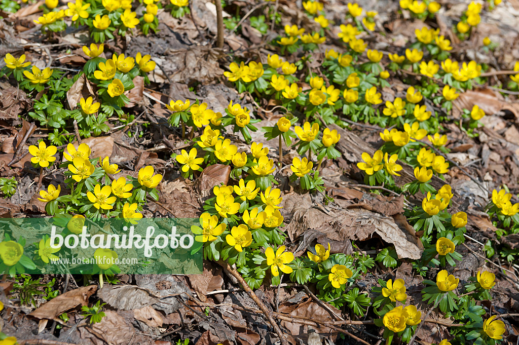 517438 - Éranthe d'hiver (Eranthis hyemalis)