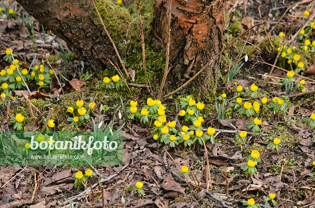 529042 - Éranthe d'hiver (Eranthis hyemalis)