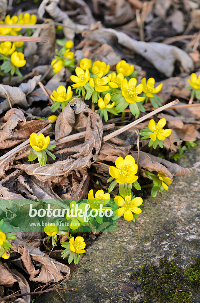 529108 - Éranthe d'hiver (Eranthis hyemalis)