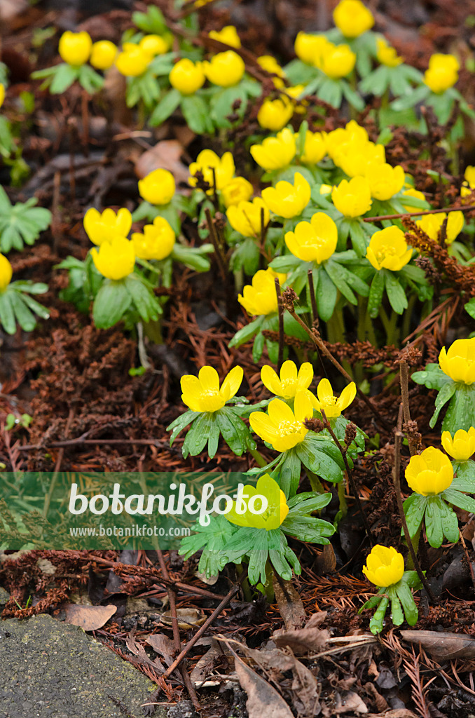 553018 - Éranthe d'hiver (Eranthis hyemalis)