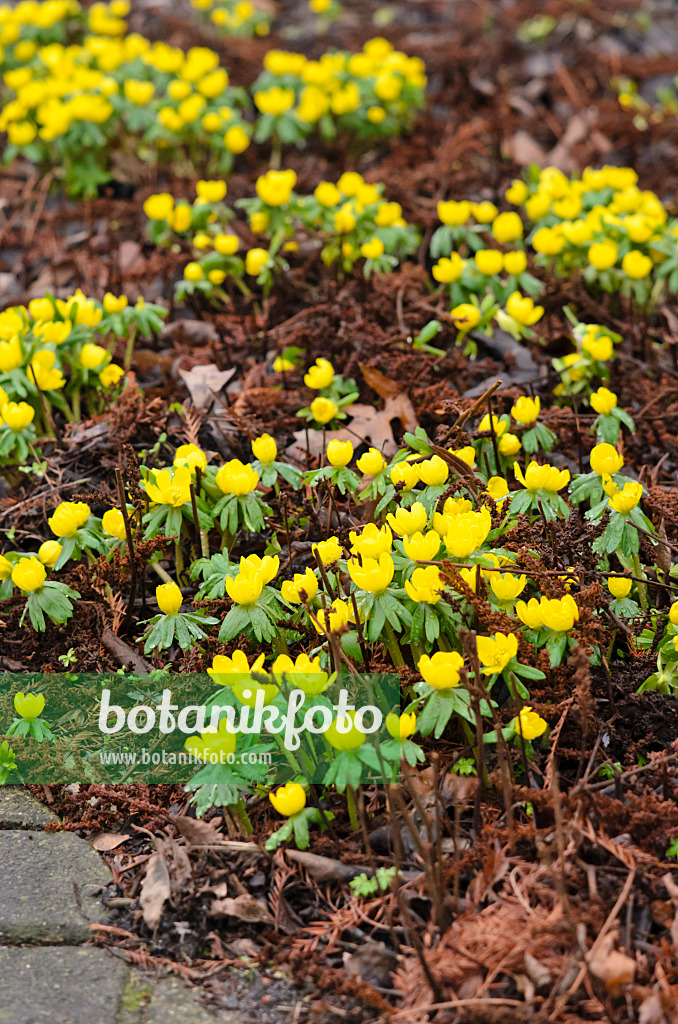 553019 - Éranthe d'hiver (Eranthis hyemalis)