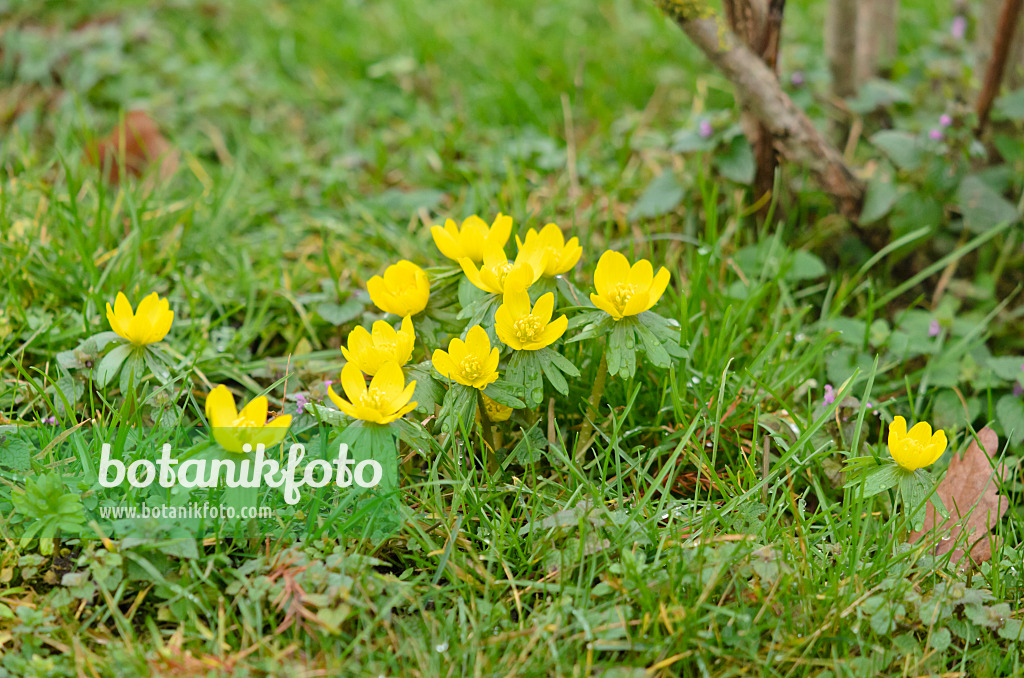 553020 - Éranthe d'hiver (Eranthis hyemalis)