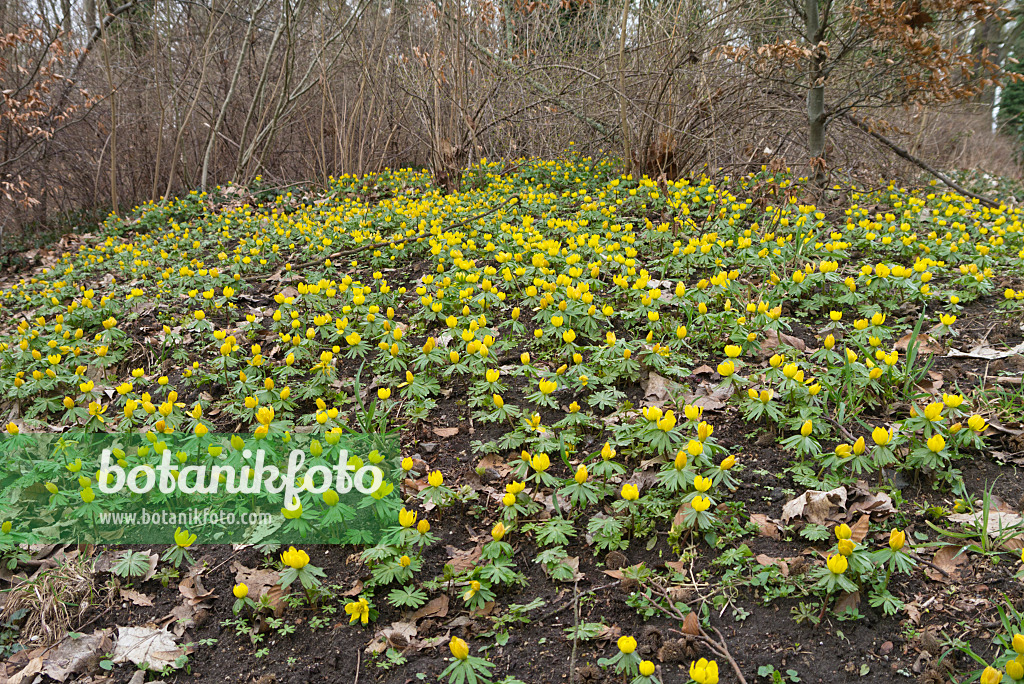 566086 - Éranthe d'hiver (Eranthis hyemalis)