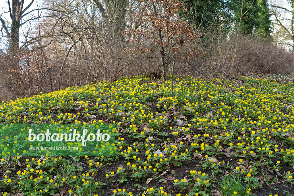 566092 - Éranthe d'hiver (Eranthis hyemalis)