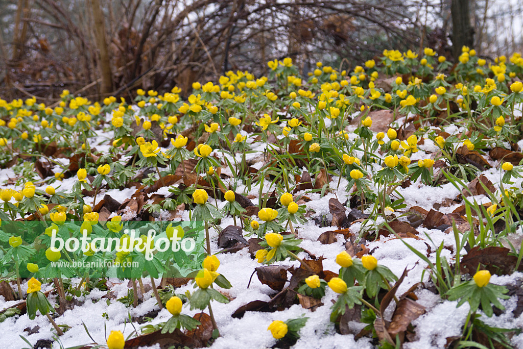 601001 - Éranthe d'hiver (Eranthis hyemalis)