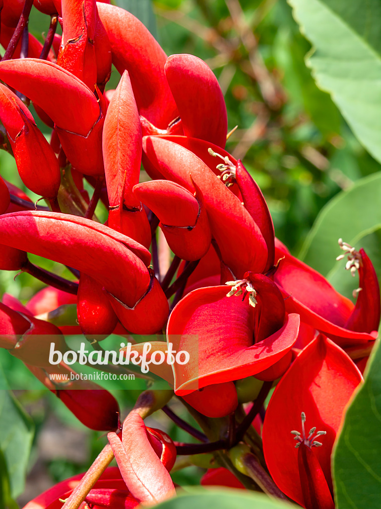 461139 - Érythrine crête-de-coq (Erythrina crista-galli)