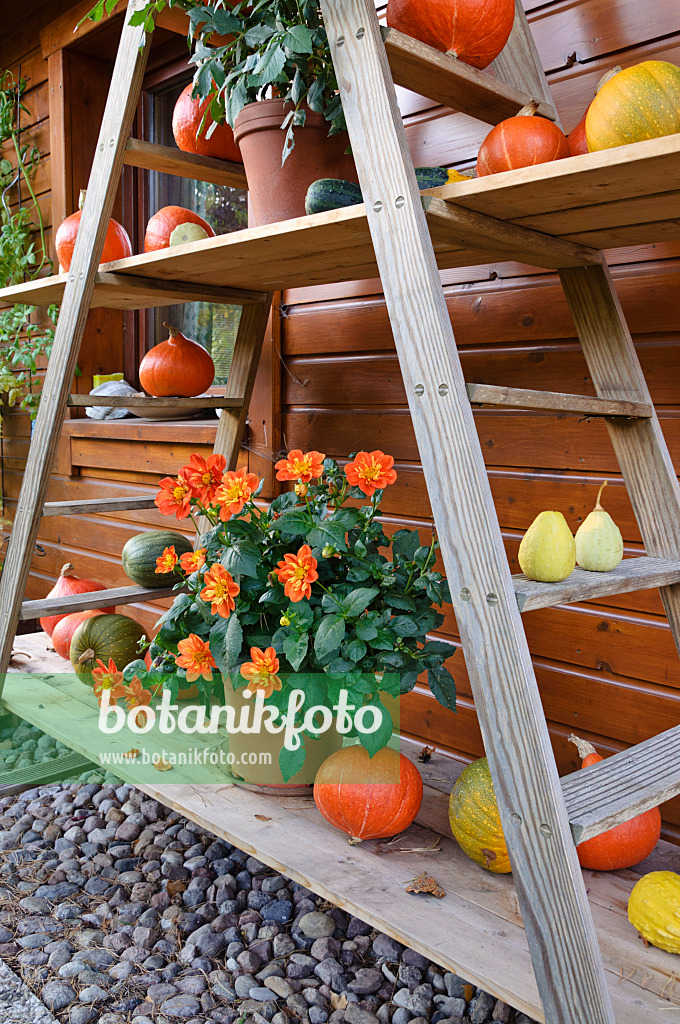 477030 - Étagère avec des dahlias et des courges