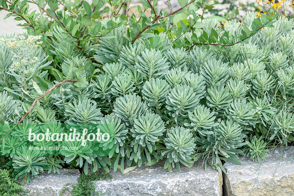 593077 - Euphorbe characias (Euphorbia characias 'Silver Swan')