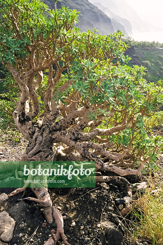 397078 - Euphorbe de Cayor (Euphorbia balsamifera), réserve naturelle de Tamadaba, Gran Canaria, Espagne