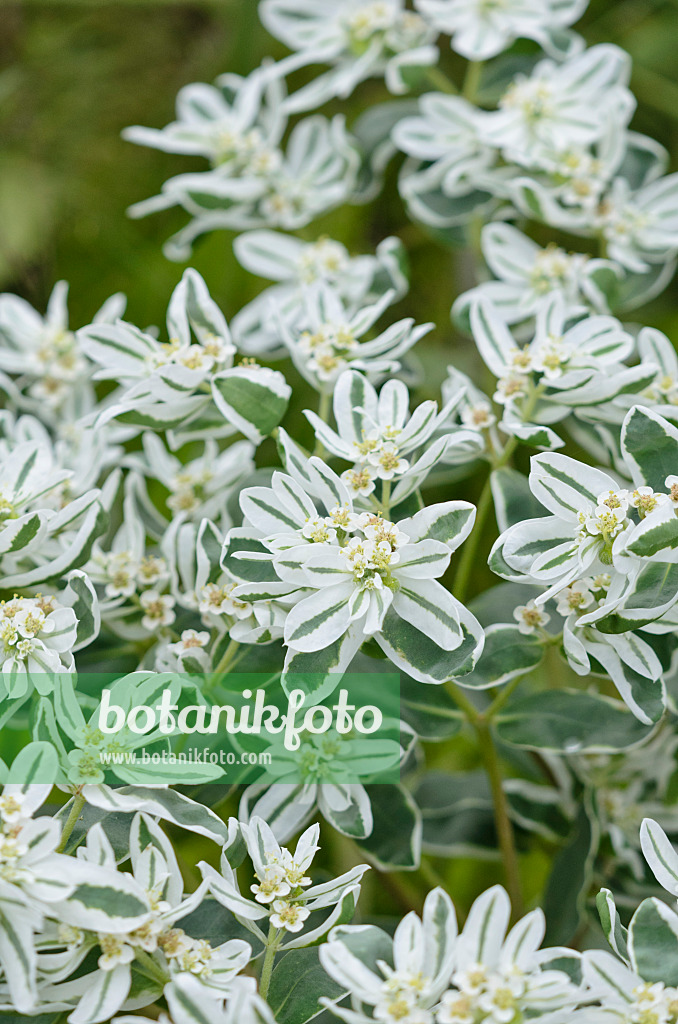 524078 - Euphorbe panachée (Euphorbia marginata 'Eiszapfen')