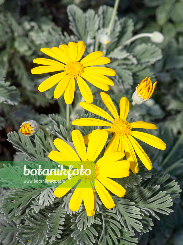 436079 - Euryops pectinatus