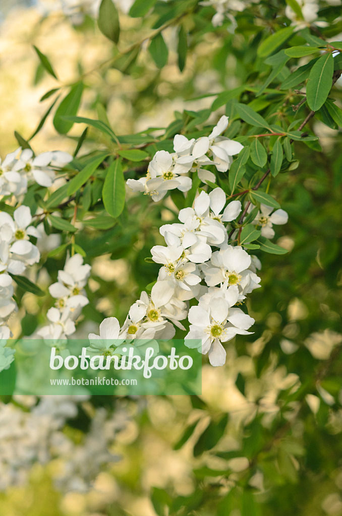 544035 - Exochorde (Exochorda racemosa)