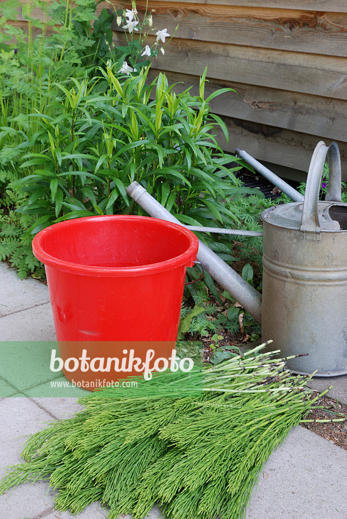 472176 - Faire un bouillon à partir de prêle des champs (Equisetum arvense) (1)