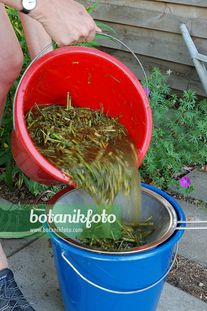 472181 - Faire un bouillon à partir de prêle des champs (Equisetum arvense) (5)