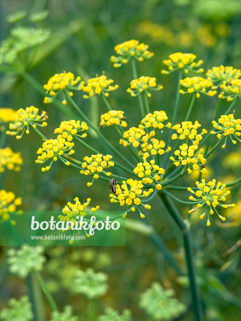 462195 - Fenouil commun (Foeniculum vulgare)