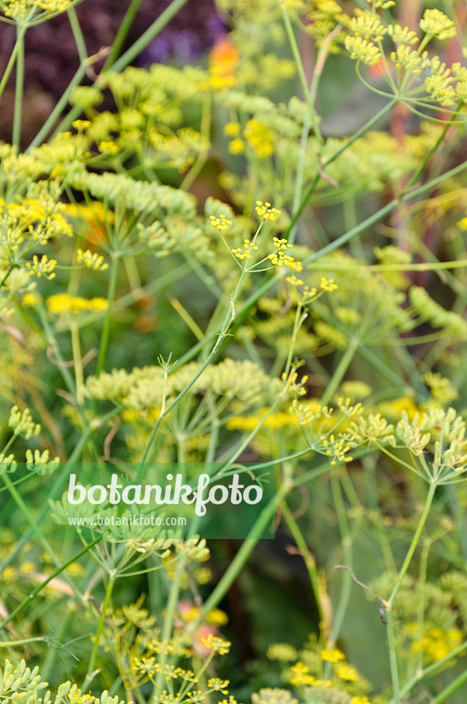 488109 - Fenouil commun (Foeniculum vulgare)