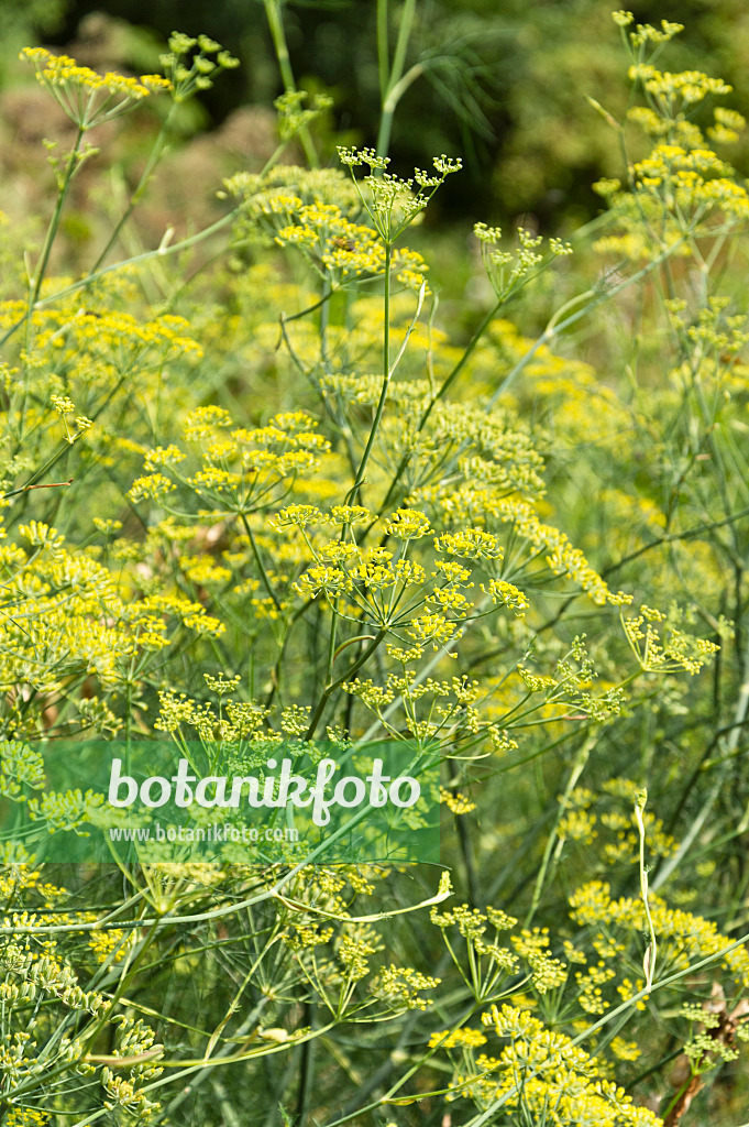 511109 - Fenouil commun (Foeniculum vulgare)