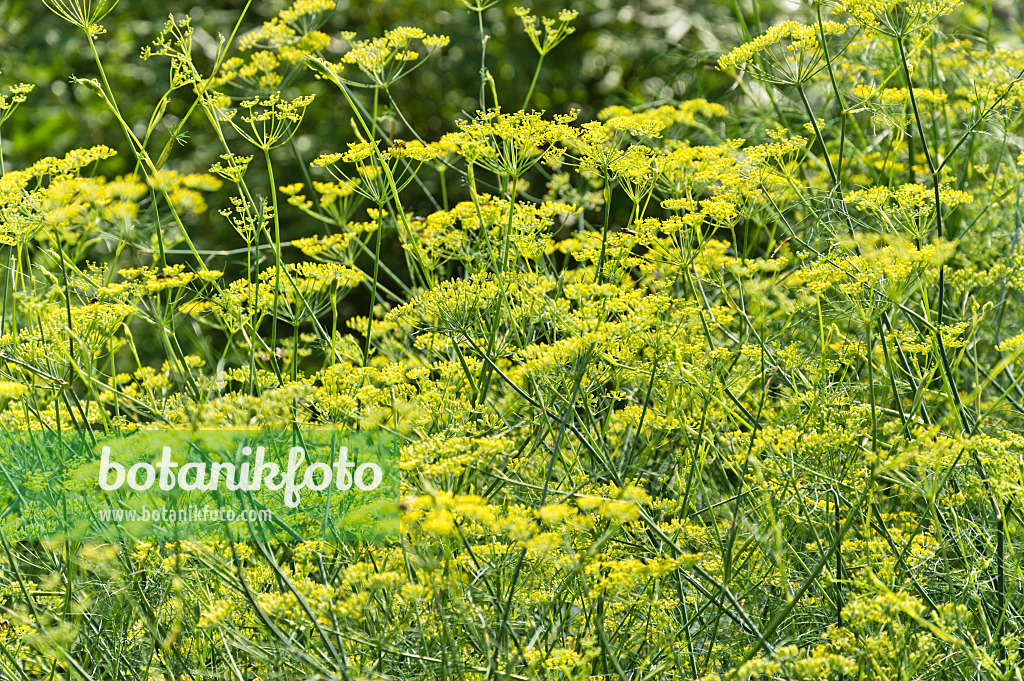 511111 - Fenouil commun (Foeniculum vulgare)