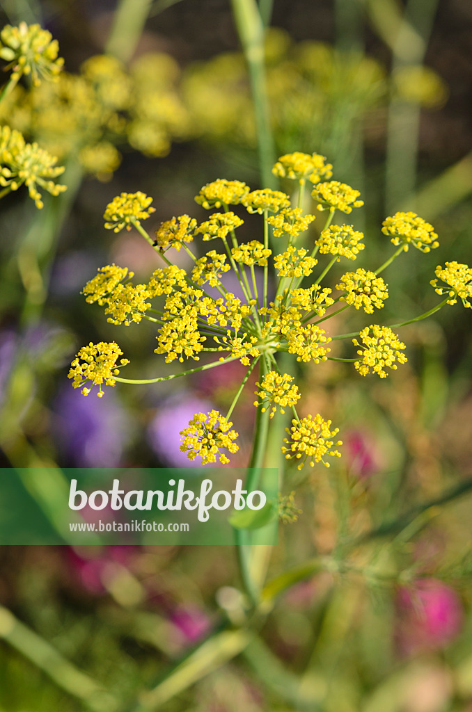 548061 - Fenouil commun (Foeniculum vulgare)