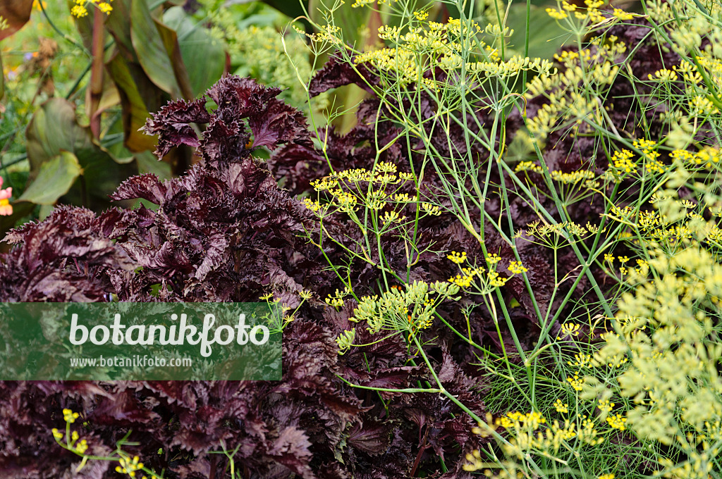 488111 - Fenouil commun (Foeniculum vulgare) et shiso (Perilla frutescens var. nankinensis)