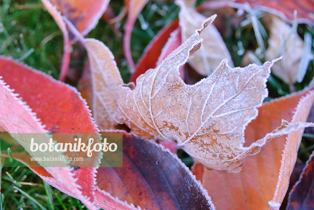 517010 - Feuilles d'automne avec du givre