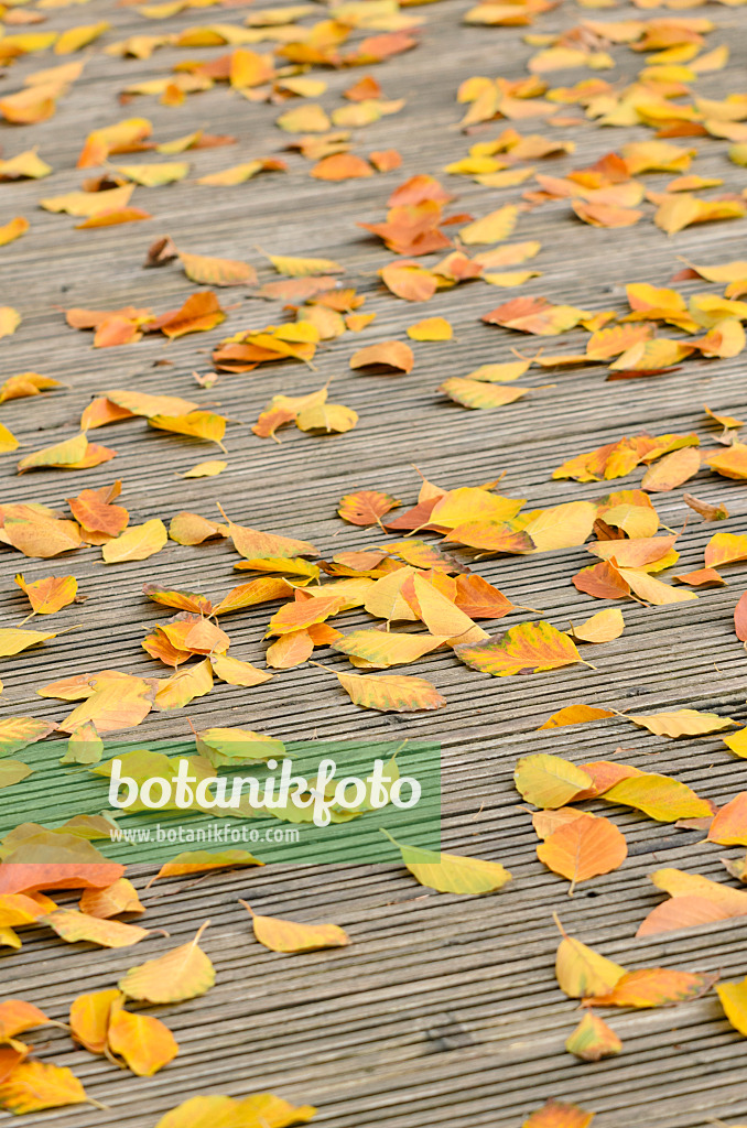 525236 - Feuilles de hêtre sur une terrasse en bois