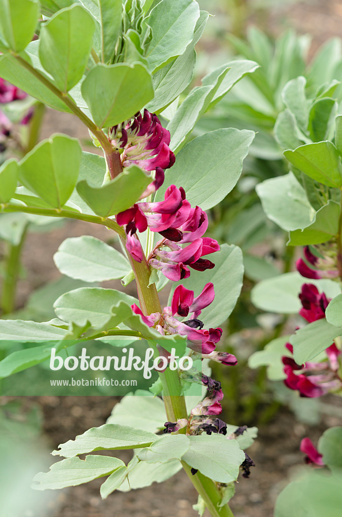 533327 - Fève (Vicia faba 'Crimson Flowered')