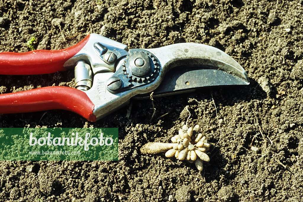 428287 - Ficaire fausse-renoncule (Ficaria verna syn. Ranunculus ficaria), enraciner les tubercules avec un sécateur 428287 - Ficaire fausse-renoncule (Ficaria verna syn. Ranunculus ficaria), enraciner les tubercules avec un sécateur