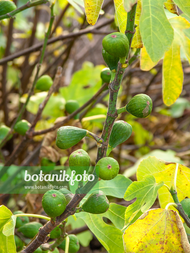 431059 - Figuier comestible (Ficus carica)