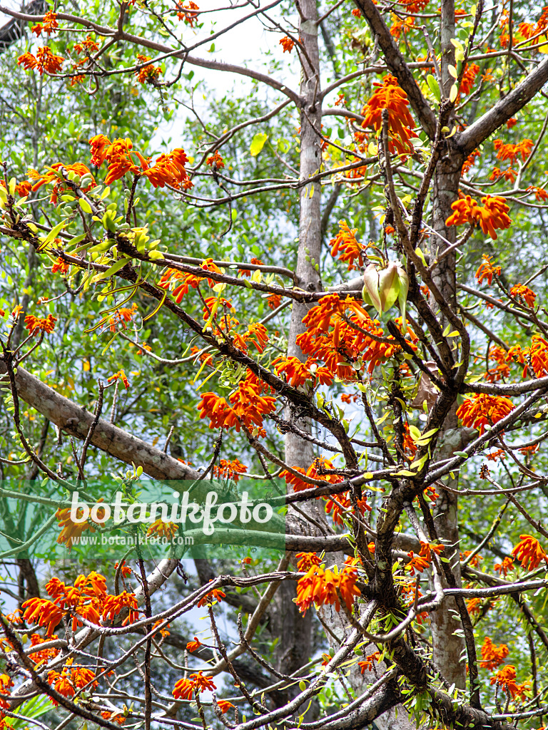 434362 - Firmiana malayana 434362 - Firmiana malayana