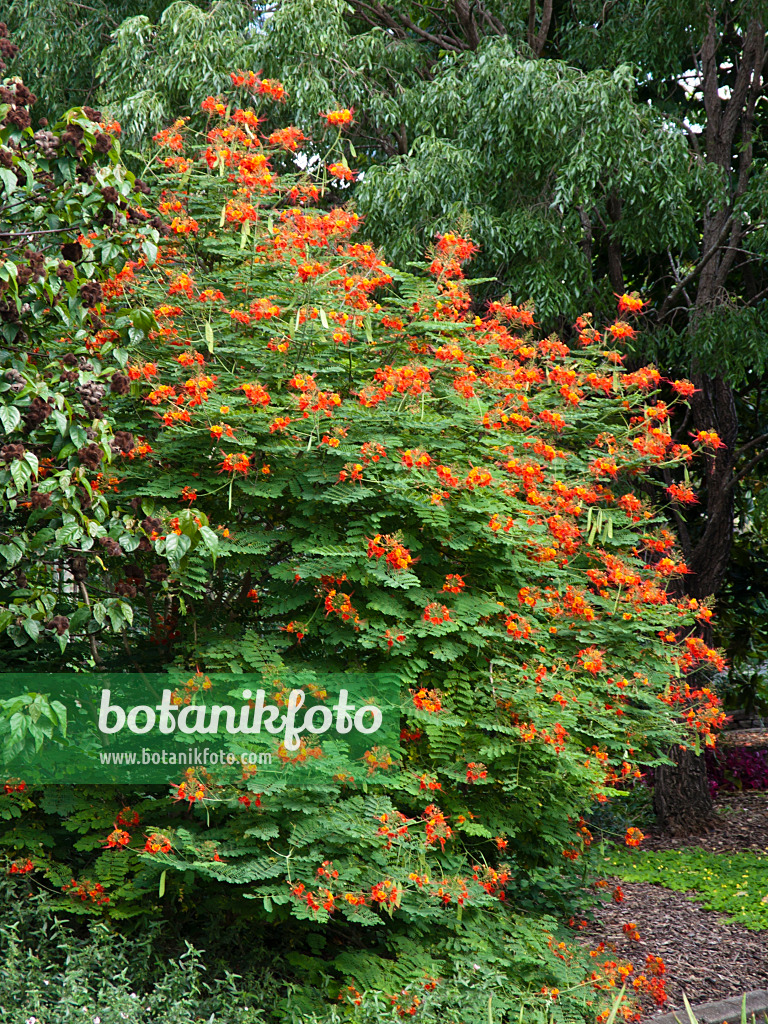 455063 - Flamboyant (Caesalpinia pulcherrima)