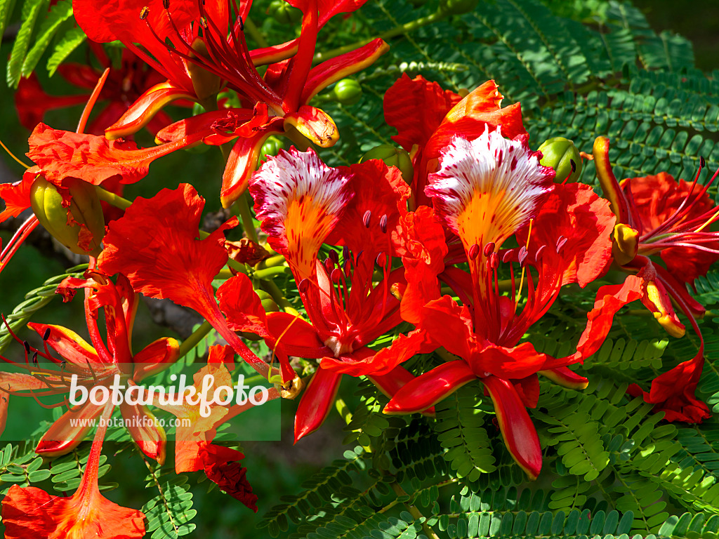 434259 - Flamboyant (Delonix regia)