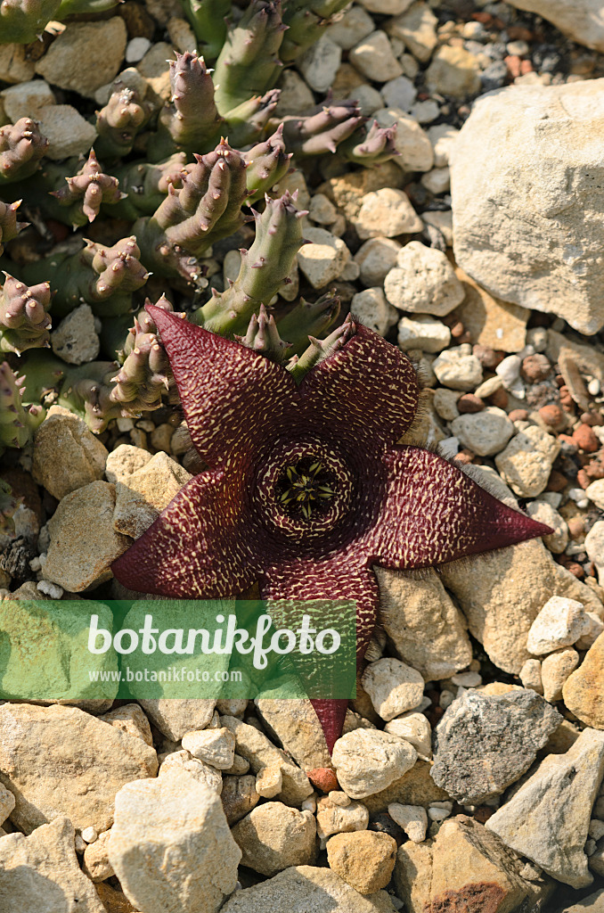 523211 - Fleur de charogne (Stapelia comparabilis)